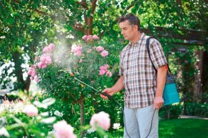 Pielęgnacja ogrodu - chrońmy rośliny z opryskiwaczem