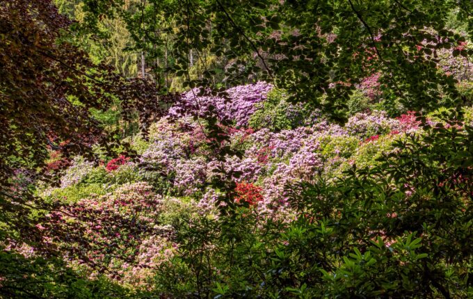 Zakochaj się w rododendronach – wiosenny szał kwiatów i łatwa uprawa